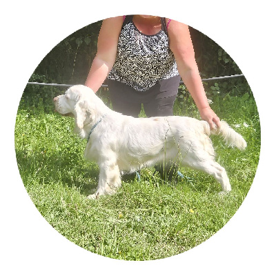 Étalon Clumber Spaniel - Une ptite touche citron Just A Memory