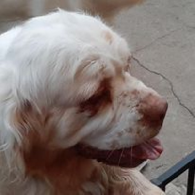 Étalon Clumber Spaniel - Lazuli de Chantemelse