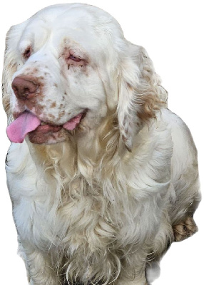 Étalon Clumber Spaniel - S'en voiture simone (Sans Affixe)