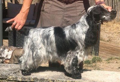 Étalon Cocker Spaniel Anglais - So sweet and Lovely Odace