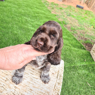 Étalon Cocker Spaniel Anglais - Vamos a la playa Du Mas Destiny