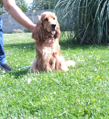 Étalon Cocker Spaniel Anglais - U2 Du Royaume Des Quatre Pattes