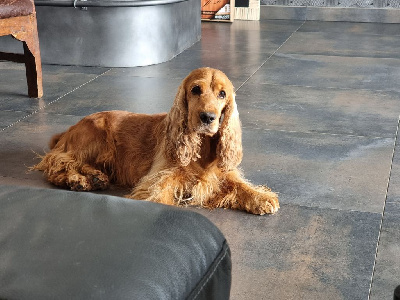 Étalon Cocker Spaniel Anglais - Plume des plages d'utah