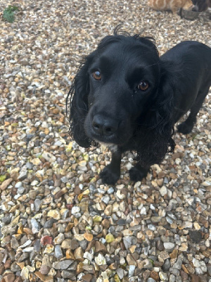 Étalon Cocker Spaniel Anglais - Unira (Sans Affixe)