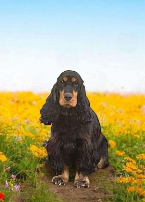 Étalon Cocker Spaniel Anglais - Shiva du domaine des honos