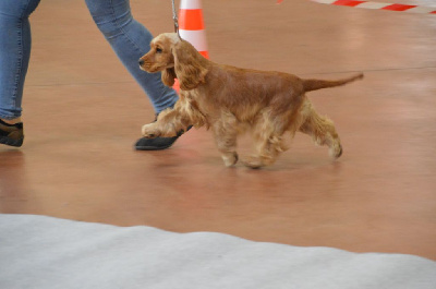 Étalon Cocker Spaniel Anglais - Upsy du Rieu-Grand