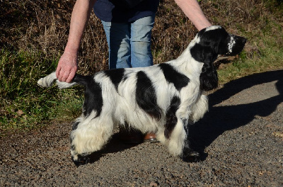 Étalon Cocker Spaniel Anglais - haradwater Rags to riches