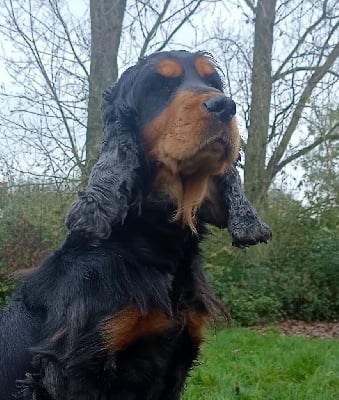 Étalon Cocker Spaniel Anglais - Toscane Des pres flamands