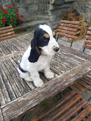 Étalon Cocker Spaniel Anglais - Vitalis du haras de la batia