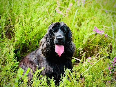 Étalon Cocker Spaniel Anglais - So sweet and Lovely Promesse