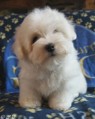 Étalon Coton de Tulear - Ready for peace and love Des Jardins de Gossypium