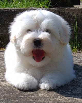 Étalon Coton de Tulear - CH. Sugar plum fairy Des Jardins de Gossypium