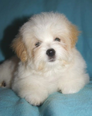 Étalon Coton de Tulear - Once upon a time Des Jardins de Gossypium