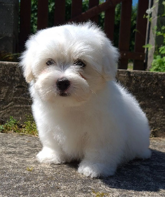 Étalon Coton de Tulear - CH. Sucre d'orge Des Jardins de Gossypium