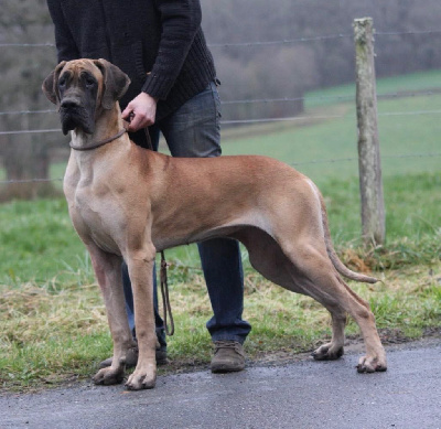 Étalon Dogue allemand - Takarah De Batthory