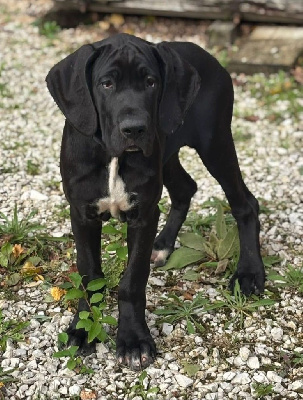 Étalon Dogue allemand - Madonna de dogalmar