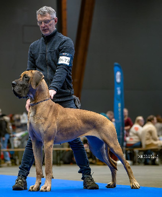 Étalon Dogue allemand - CH. Uskadi-lou Du Val De Celle