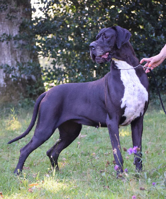 Étalon Dogue allemand - Shalimar des Cotes de la Saunade