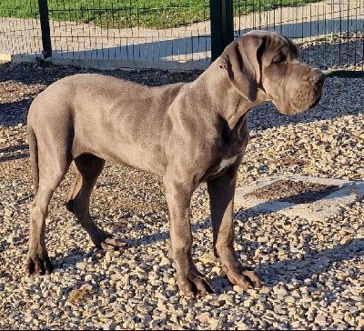 Étalon Dogue allemand - Vera Des Iles Aux Falaises