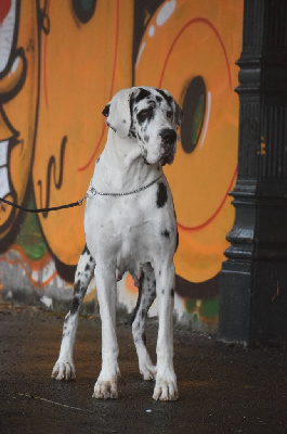 Étalon Dogue allemand - Ouenza preciosa des Cotes de la Saunade