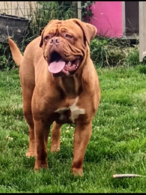 Étalon Dogue de Bordeaux - Medusa red beauty bordeaux