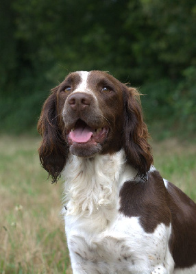 Étalon English Springer Spaniel - Taiga Des Terres Vives