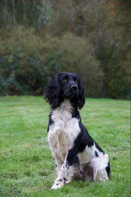 Étalon English Springer Spaniel - Brush Master Unik lab