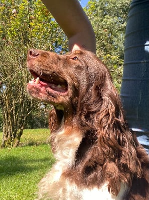 Étalon English Springer Spaniel - Piva du Marais de Saintonge