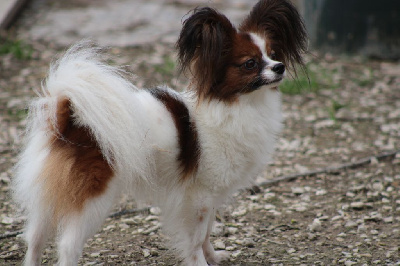 Étalon Epagneul nain Continental (Papillon) - Pomme de la vallée de la Py