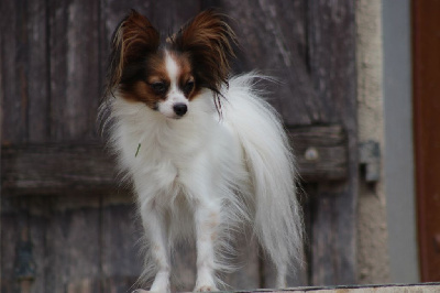 Étalon Epagneul nain Continental (Papillon) - Talma de la vallée de la Py