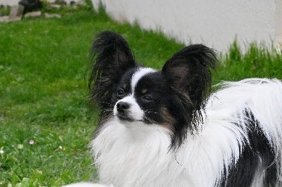 Étalon Epagneul nain Continental (Papillon) - Angeli Luna Ttiki ekhi