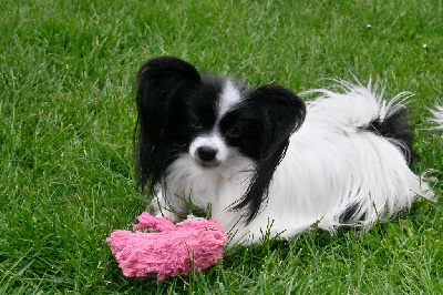 Étalon Epagneul nain Continental (Papillon) - CH. Zita margenis