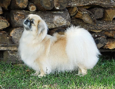 Étalon Epagneul tibetain - mow-zow Edelweiss