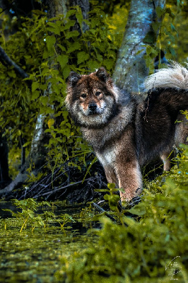 Étalon Eurasier - Tumbia mya'sun Du Royaume D'ebène