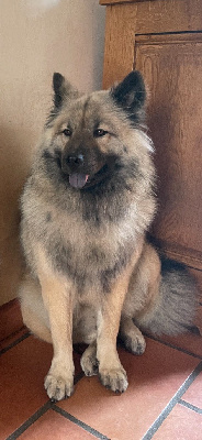 Étalon Eurasier - Du Domaine Du Suel Pilly