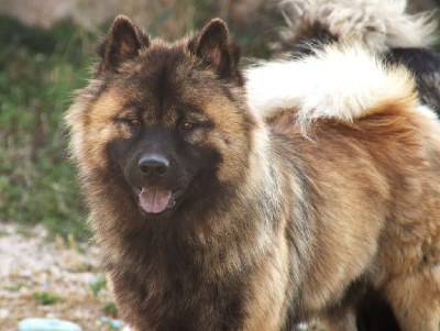 Étalon Eurasier - hitberg's Hypérion