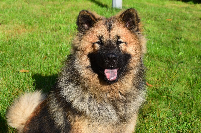 Étalon Eurasier - Viano De Leyristone