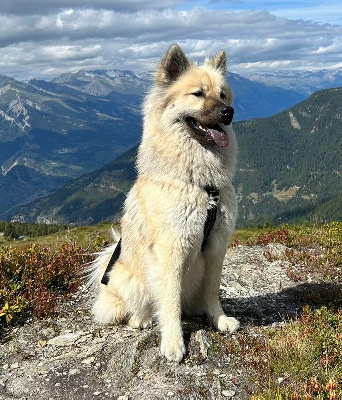 Étalon Eurasier - CH. Saïka Des Gardiens D'Amarok