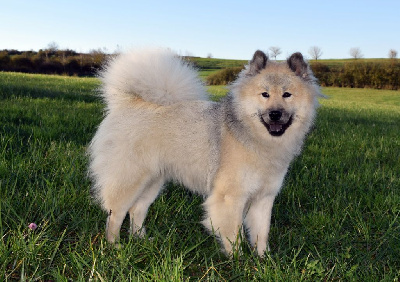 Étalon Eurasier - Umiya Du Royaume Des Terres Gelées