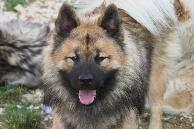 Étalon Eurasier - albionspitz Tor