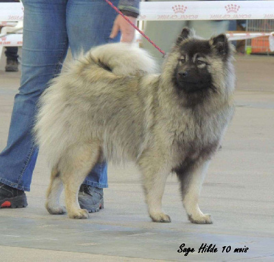 Étalon Eurasier - Sage hilde Des crinières de feu