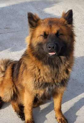 Étalon Eurasier - Tamise tempete Des crinières de feu