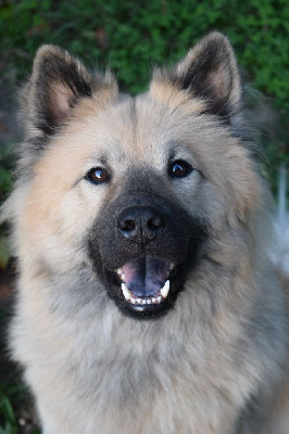 Étalon Eurasier - Stone heart nanoman des Legendes de Retz