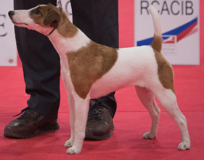 Étalon Fox Terrier Poil lisse - Shelby D'hondrecoutre