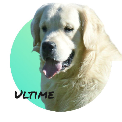 Étalon Golden Retriever - Ultime of leedyl