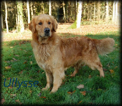 Étalon Golden Retriever - Ulysse Du Brionnais Doré