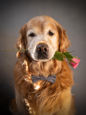 Étalon Golden Retriever - TR. Gao-by-cannelle des fields d'est