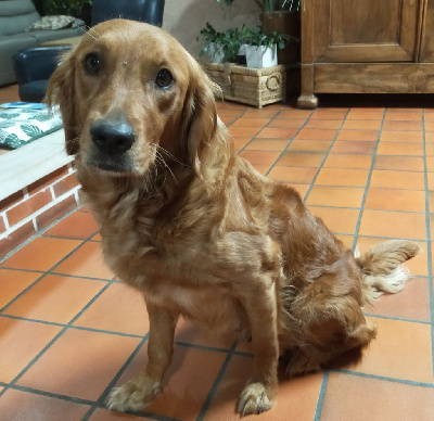 Étalon Golden Retriever - Thalya du rau d'esch