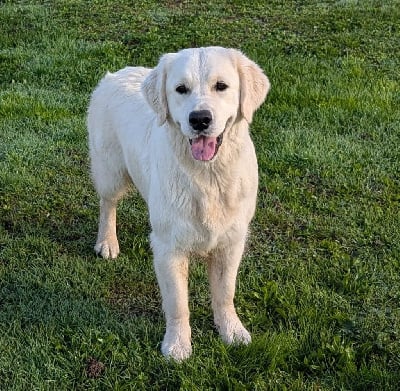 Étalon Golden Retriever - Unity seven sisters joy Des Puppys Goldens Love