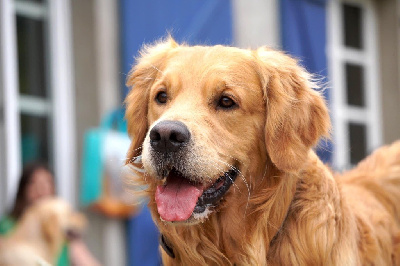 Étalon Golden Retriever - Prince sam Des Terres Du Gremillon Doré